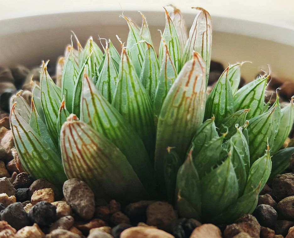 樱水晶(Haworthia cooperi var. picturata ‘dasylis n.n.’ DMC11286)