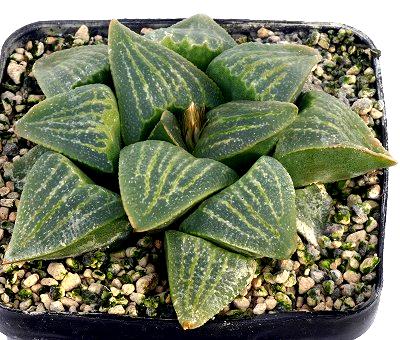 Haworthia dekenahii