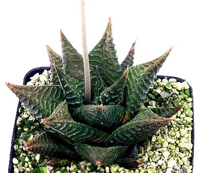 Haworthia limifolia