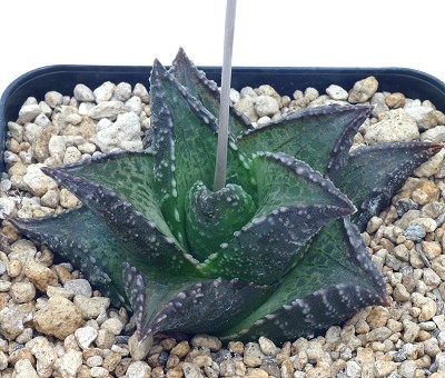 Haworthia crausei