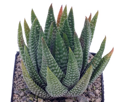 Haworthia zenigata