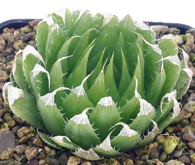 Haworthia exilis