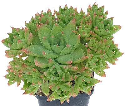 枝莲(Haworthia cymbiformis var. ramosa)