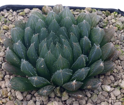 Haworthia gordoniana