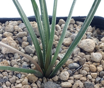 Haworthia graminifolia