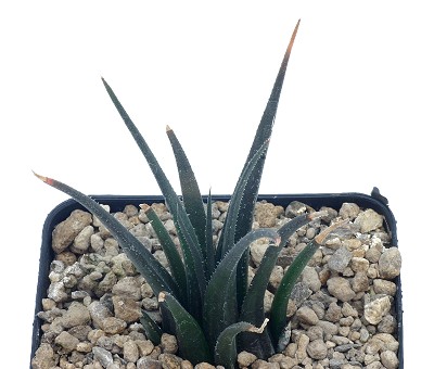 Haworthia angustifolia var.paucifolia