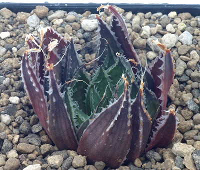 Haworthia archeri var.dimorpha
