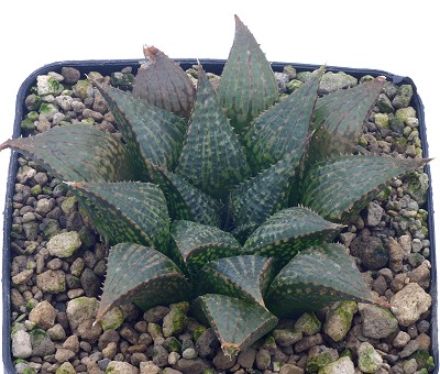 Haworthia paradoxa