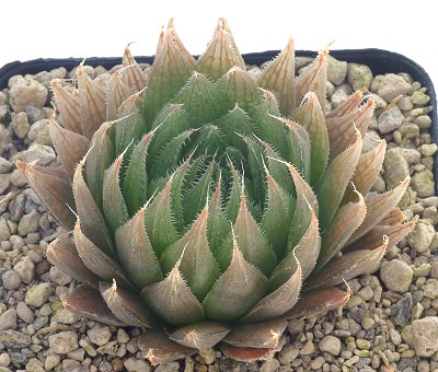 Haworthia ligulata