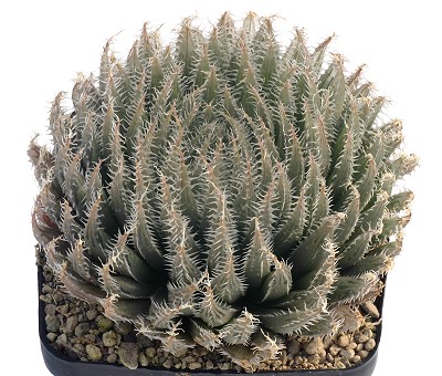 Haworthia cummingii