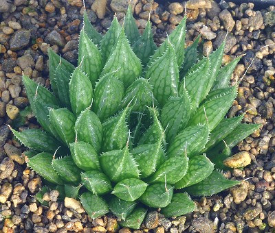 Haworthia marumiana