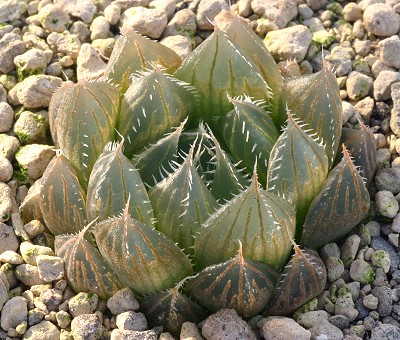 Haworthia calaensis