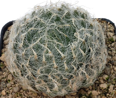 Haworthia floccosa