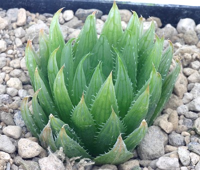 Haworthia hamata
