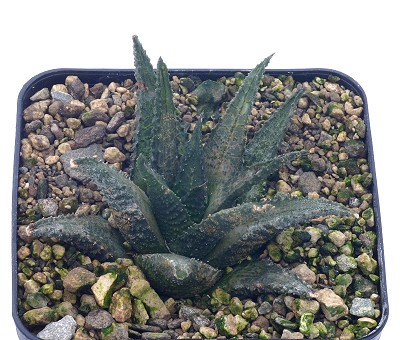 Haworthia schoemanii