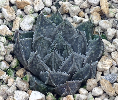 Haworthia agnis