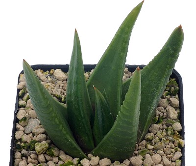 Haworthia smitii