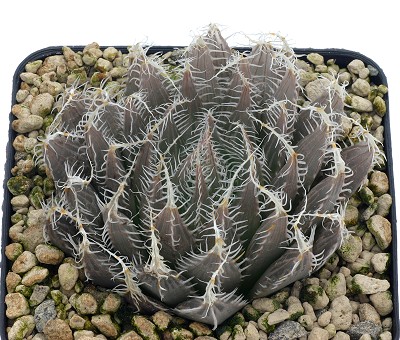 Haworthia amethysta