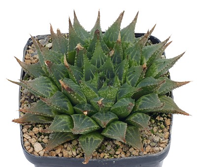 多叶寿(Haworthia multifolia)