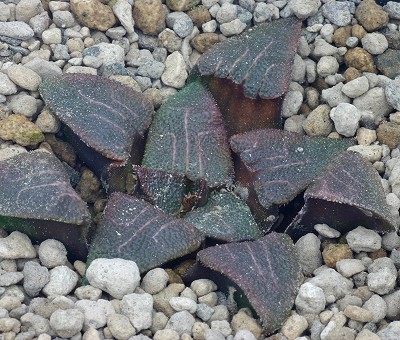 Haworthia hayashii