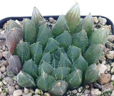 Haworthia luri