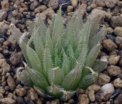 伊莎贝拉(Haworthia isabellae)
