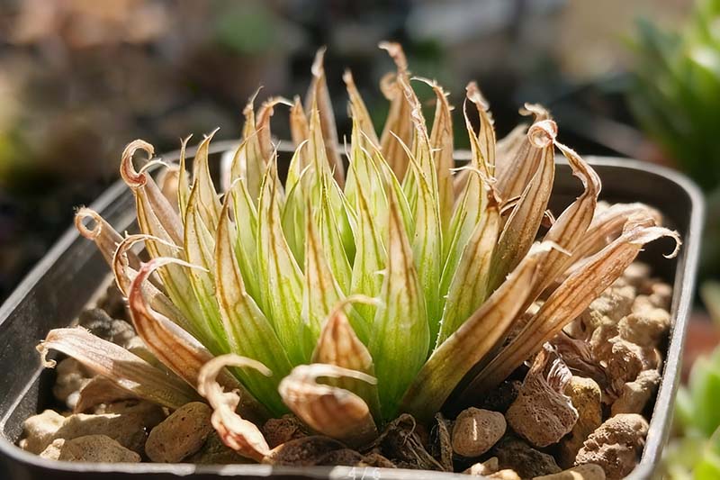无毛细针管(Haworthia cooperi var.gracilis “bathylis”)