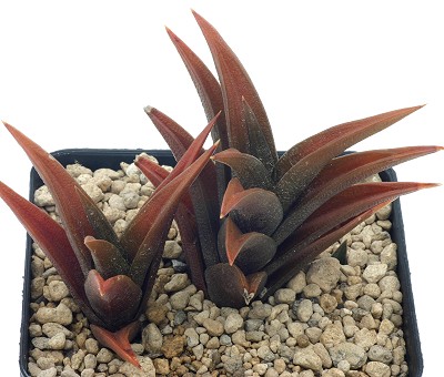 Haworthia variabilis