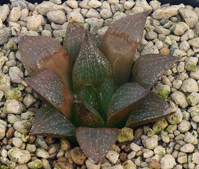 Haworthia jakubii