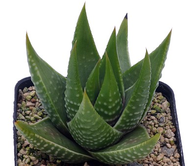 帝王卷(Haworthia kingiana)