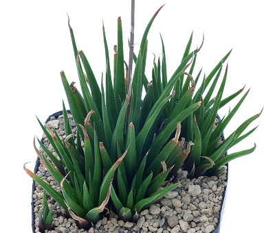 丝叶柳瓦苇(Haworthia angustifolia var. altissima)