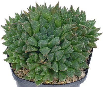Haworthia calcarea