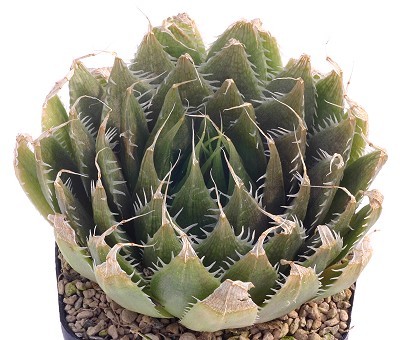 水牡丹(Haworthia decipiens)