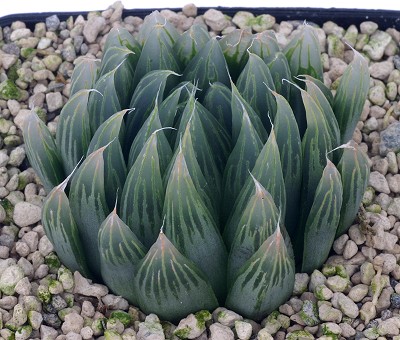 Haworthia jeffreis