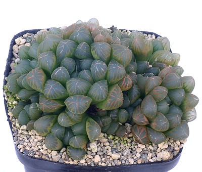 姬玉露(Haworthia cooperi var. truncata)