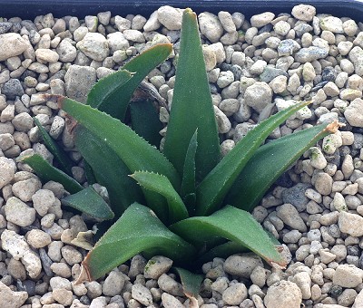 Haworthia floribunda