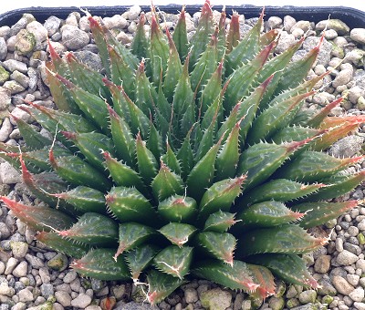齿边姬寿(Haworthia mirabilis var.toonensis)