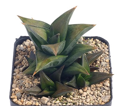 Haworthia beanii