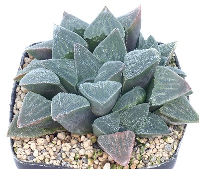 磨面寿(Haworthia pygmaea)