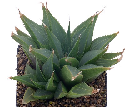 霸王寿(Haworthia triebneriana)