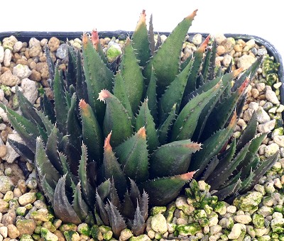 玉栉(Haworthia chloracantha var. subglauca)