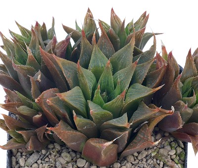 Haworthia turgida var. longibracteata