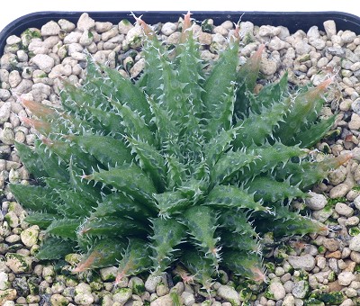 丰明殿(Haworthia maraisii v. notabilis)