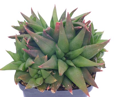 Haworthia angustifolia var. baylissii