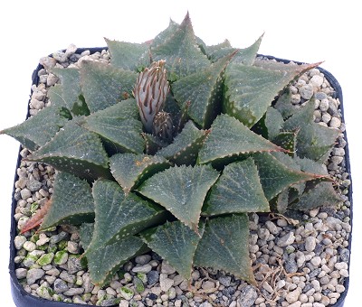 Haworthia breueri