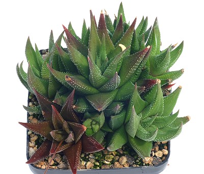 Haworthia glabrata