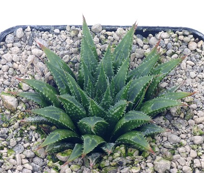 姬寿(Haworthia heidelbergensis var. minor)