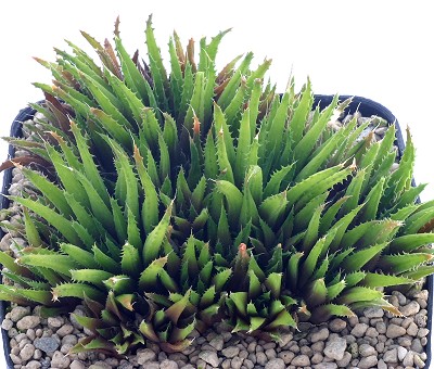 小人座(Haworthia chloracantha var. denticulifera)