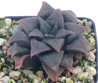紫肌寿(Haworthia magnifica var. atrofusca)