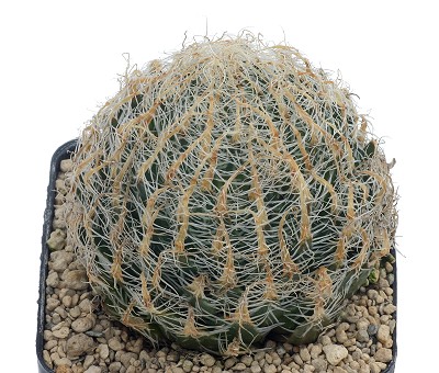 Haworthia arachnoidea var. gigas